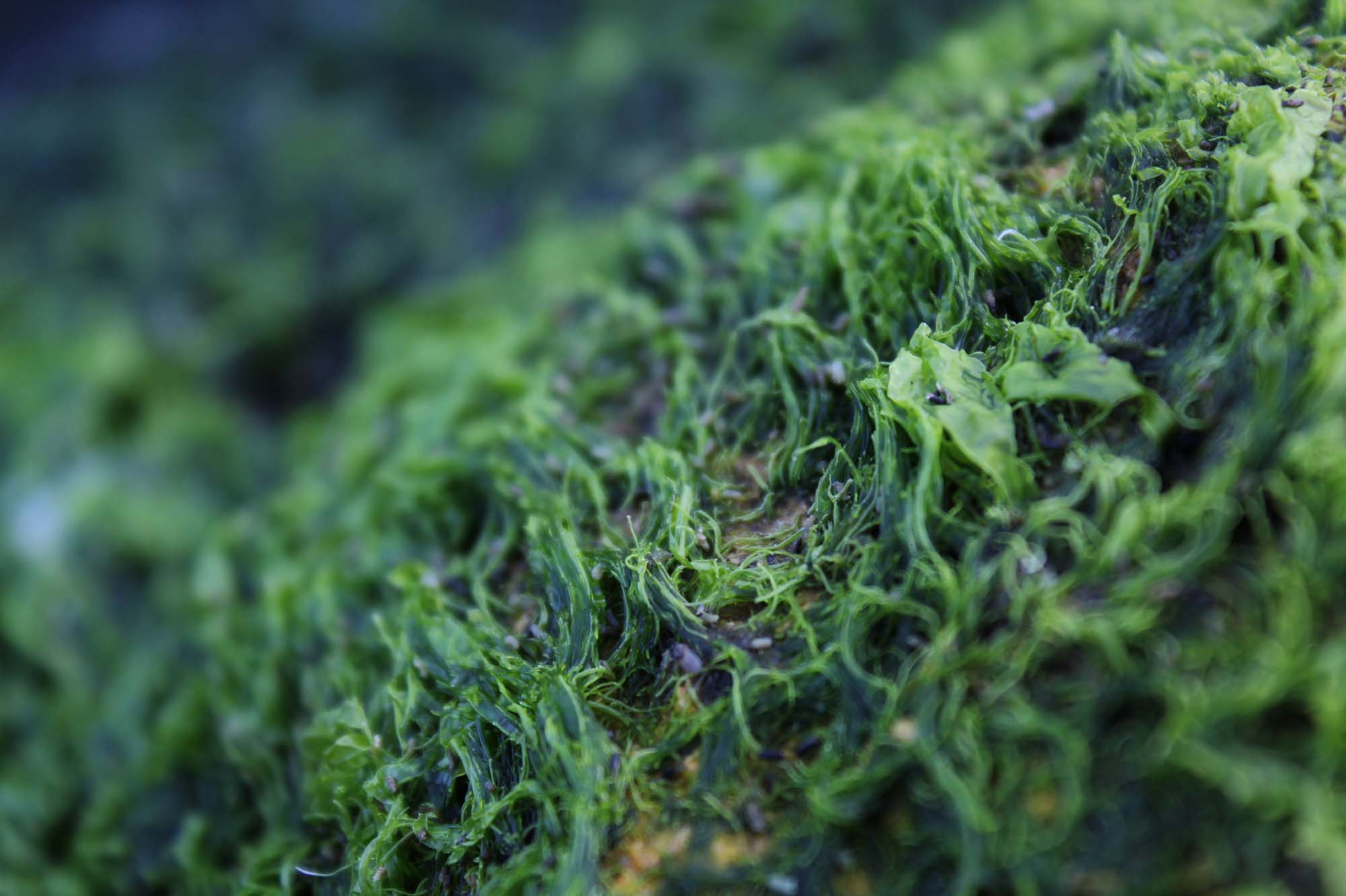 What is Sea Moss?